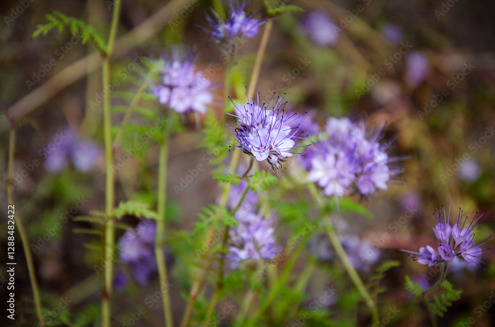 Fototapeta premium Blooming purple phacelia in the garden.