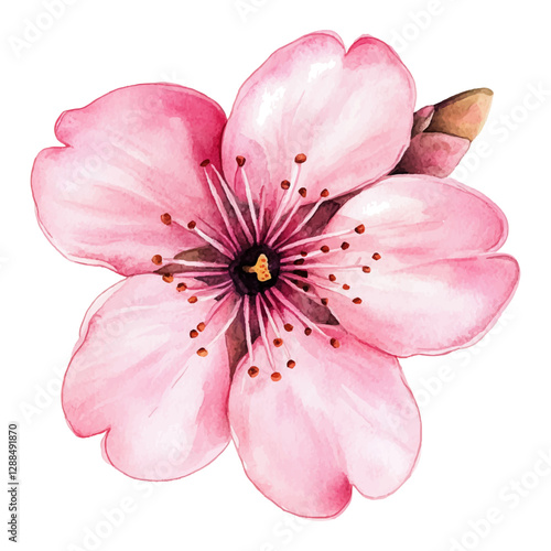 Pink spring flower illustration, isolated on white. Spring blossom element fo...