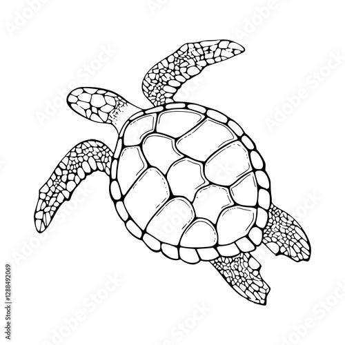 vector illustration of detailed of a sea turtle for animal design