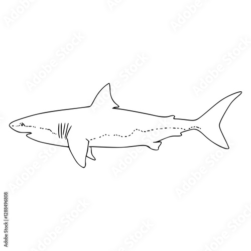 vector illustration of a shark in outline style for coloring pages