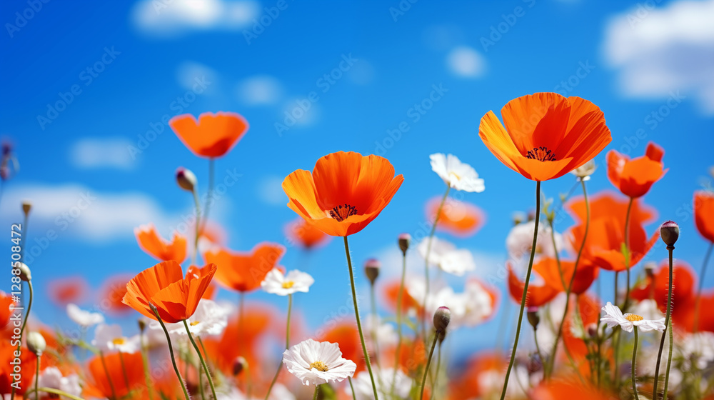 Obraz premium meadow with red poppies blue sky in the background. poppies field