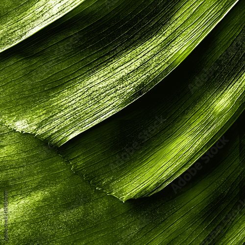 Extra close-up photograph of the texture of a green banana leaf.