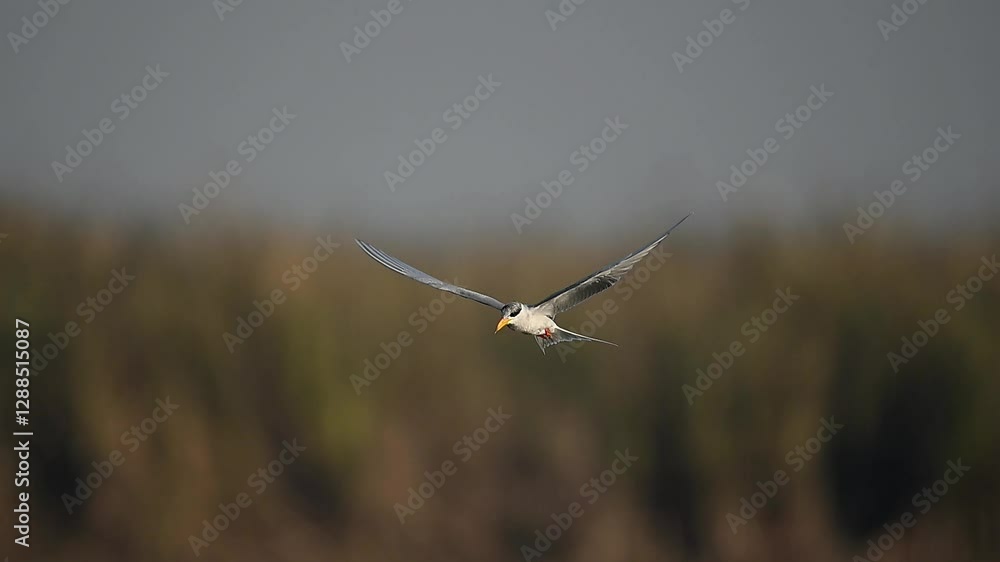 A single bird, likely a tern or a similar species, is captured in mid-flight against a softly blurred background of reeds or tall grasses. A single bird, likely a tern or a similar species, is captured in mid-flight against a softly blurred background of reeds or tall grasses.
