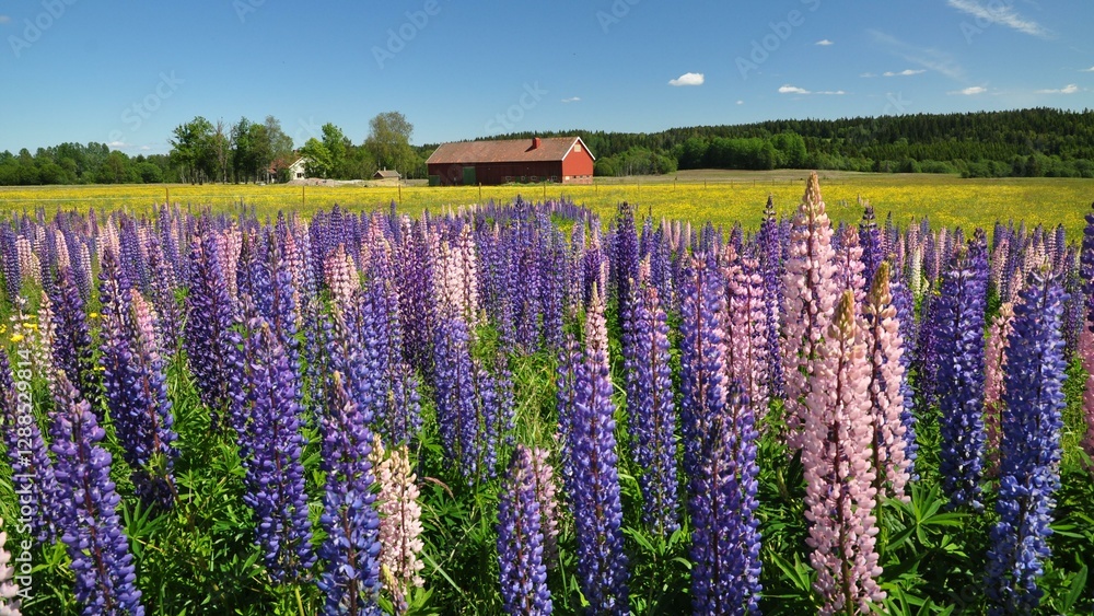 Fototapeta premium Dalsland-55