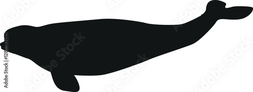 Black seal arctic water animal