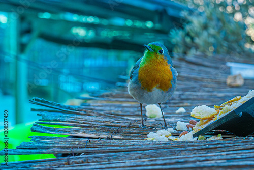 Petirrojo europeo mirando hacia la cámara