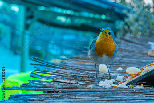 Petirrojo europeo sobre una superficie de madera
