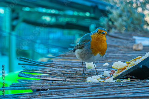 Petirrojo europeo mirando hacia la cámara