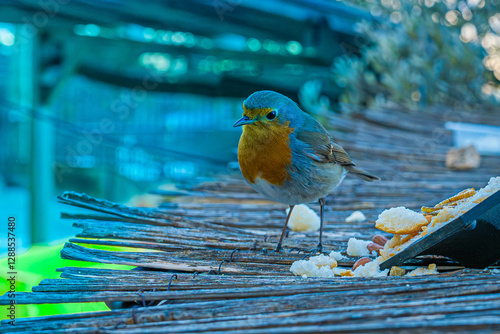 Petirrojo europeo sobre una superficie de madera