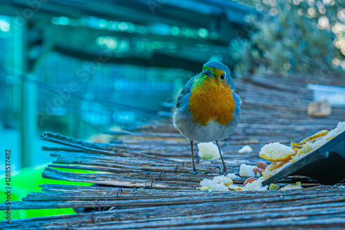 Petirrojo europeo sobre una superficie de madera