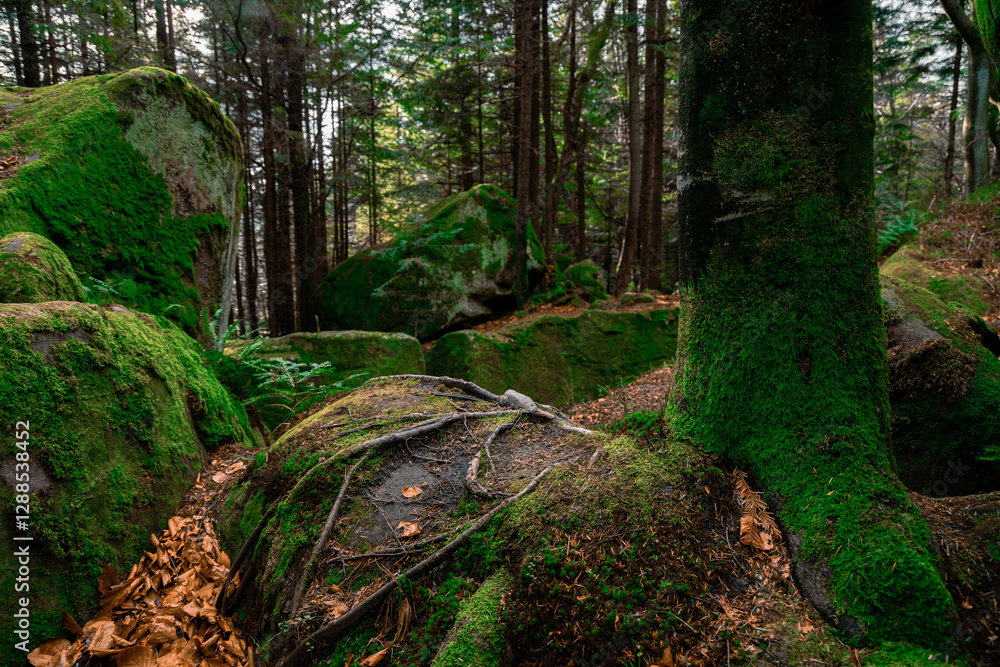 Fototapeta premium dramatic autumn forest landscape rocks and most October season specific environment