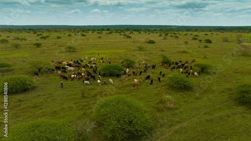 Wallpaper Mural Aerial view of cattle grazing in a vast savanna. Torontodigital.ca