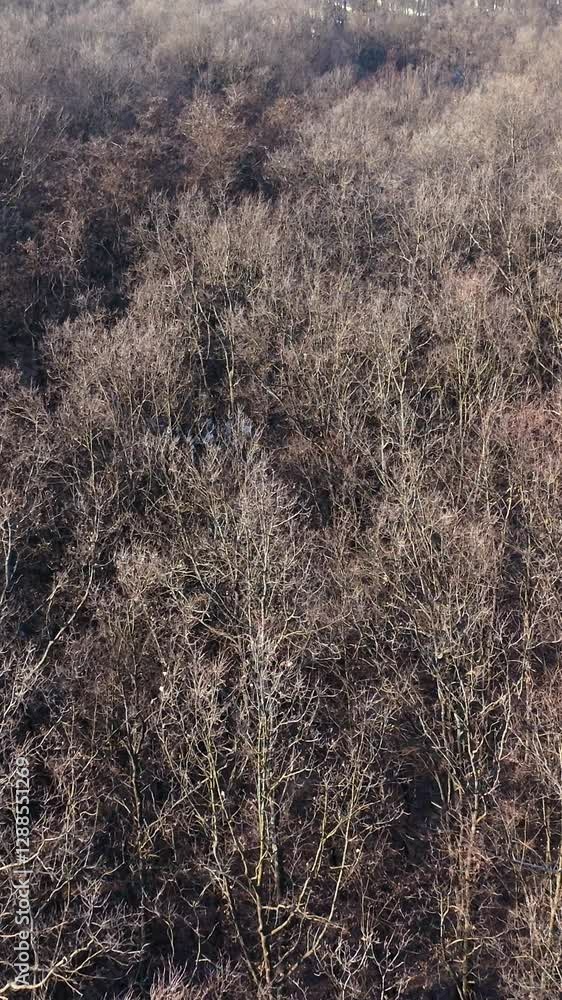 Aerial view on forest landscape in winter season Vertical video Aerial view on forest landscape in winter season Vertical video