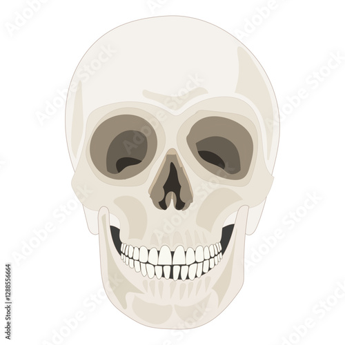 Human skull