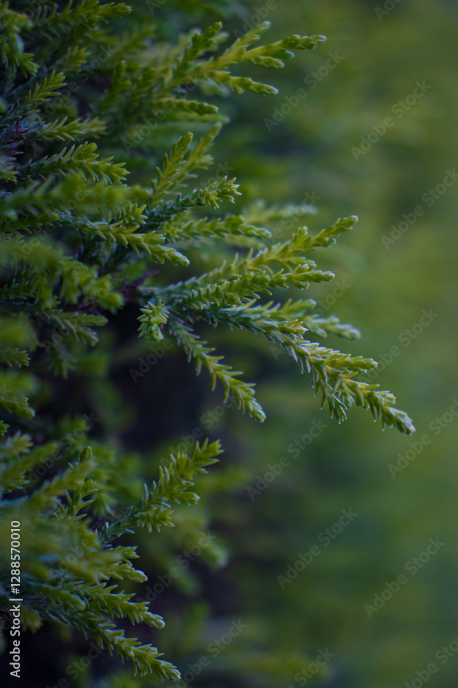 Closeup photography of green plant.Growth background. Closeup photography of green plant.Growth background.