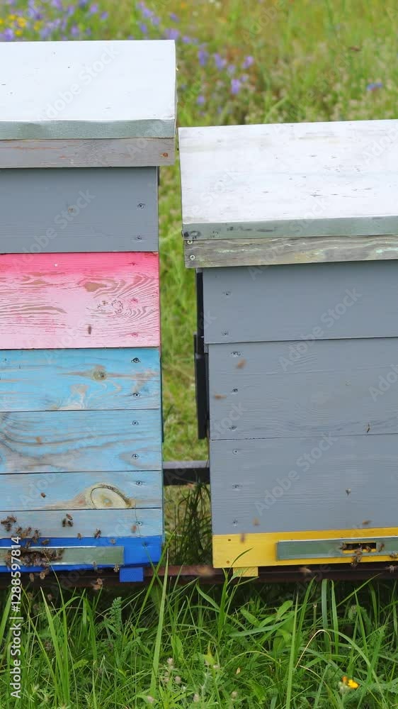 Four hives of different high stand at apiary on green grass. Colorful hives in a meadow at sunny summer day. Vertical video Four hives of different high stand at apiary on green grass. Colorful hives in a meadow at sunny summer day. Vertical video