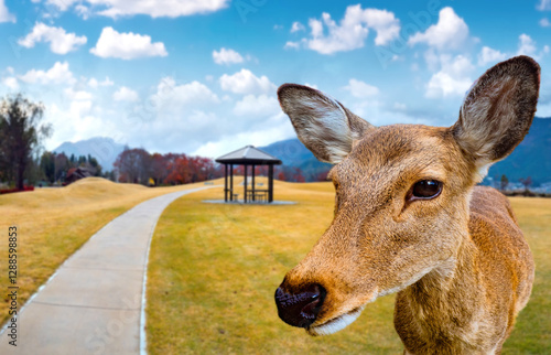 Fallow deer in Nara park. N...