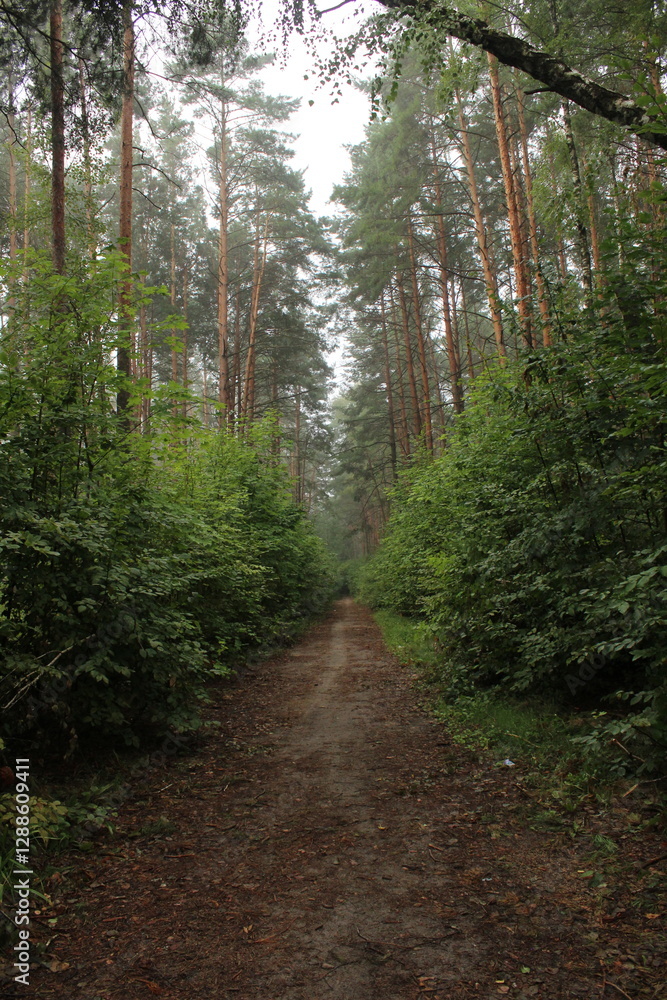 Fototapeta premium A forest path between the trees for pedestrians and cyclists