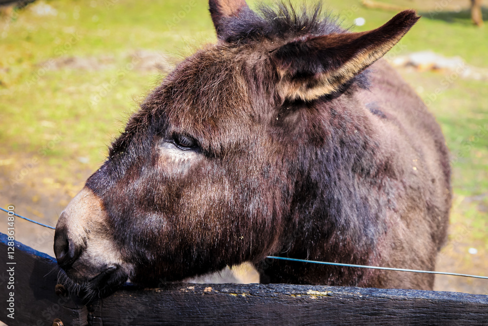 A donkey is resting its head on a fence. The donkey has a brown and white face A donkey is resting its head on a fence. The donkey has a brown and white face