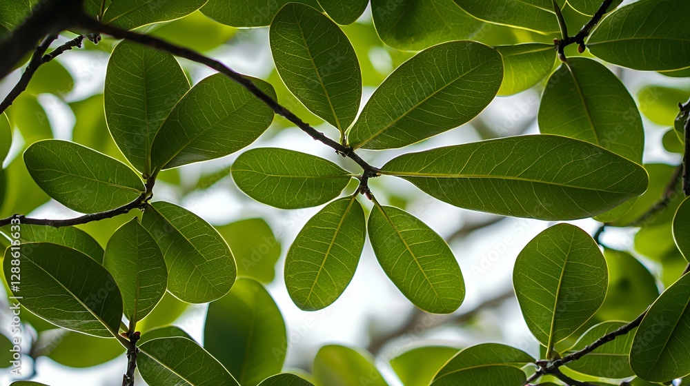 Fototapeta premium Closeup of Lush Green Leaves with Bright Sunlight