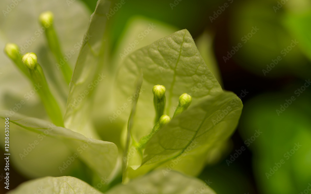 Obraz premium closeup of bougainvillea flower