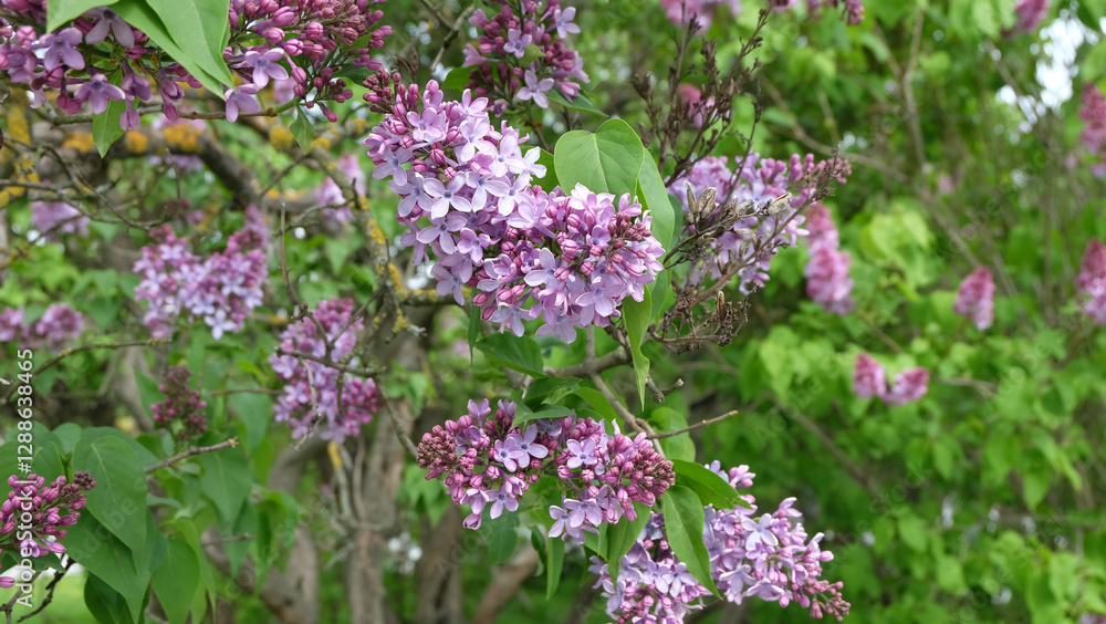 Fototapeta premium Branches of purple lilac in bloom against the background of greenery and lilac garden, selective focus, horizontal orientation