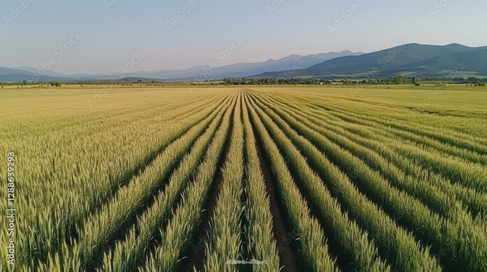 Fototapeta premium Aerial view of wheat field rows, mountain backdrop, farmland, sunset