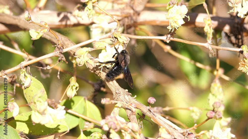 Mit gelben Pollenkörnern dekorierte Blaue Holzbiene Xylocopa violacea Mitte Februar an einer Blüte der Winter-Heckenkirsche 'Winter Beauty' Lonicera purpusii Mit gelben Pollenkörnern dekorierte Blaue Holzbiene Xylocopa violacea Mitte Februar an einer Blüte der Winter-Heckenkirsche 'Winter Beauty' Lonicera purpusii