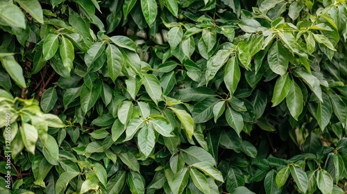 Wallpaper Mural A lush curtain of verdant bushes, meticulously isolated against a crystal-clear transparent canvas, inviting viewers to delve into its leafy embrace.  Torontodigital.ca