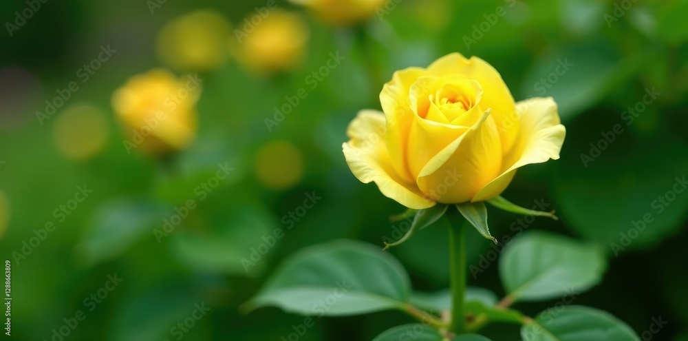 Delicate yellow rosebud nestled among lush green foliage, spring, nature Delicate yellow rosebud nestled among lush green foliage, spring, nature