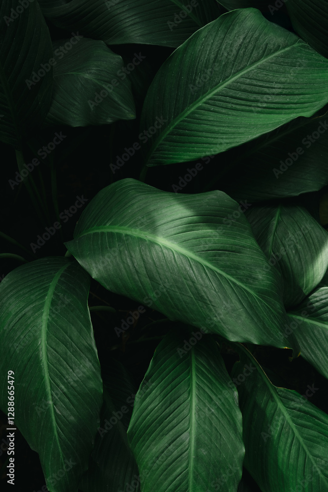 Obraz premium Natural dark leaves in background style (PHOTO)