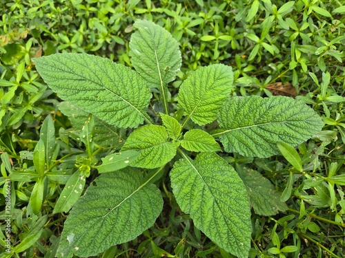 Wallpaper Mural fresh mint leaves Torontodigital.ca