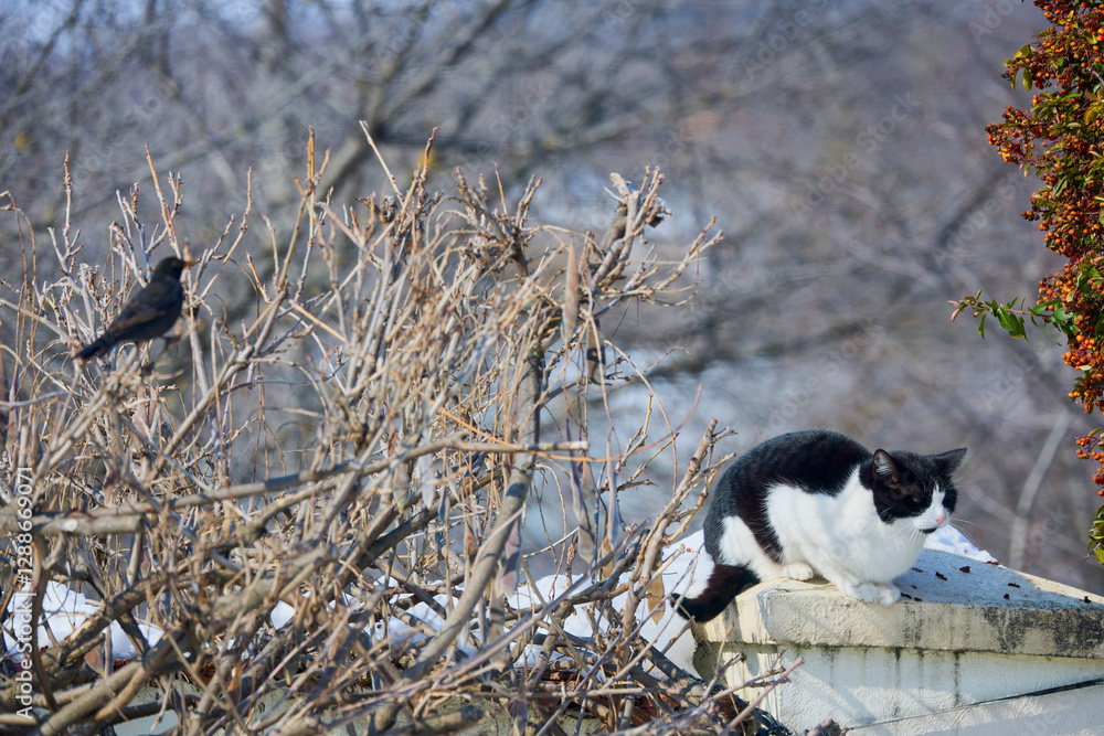 a cat sitting on a fence hunting a cat sitting on a fence hunting