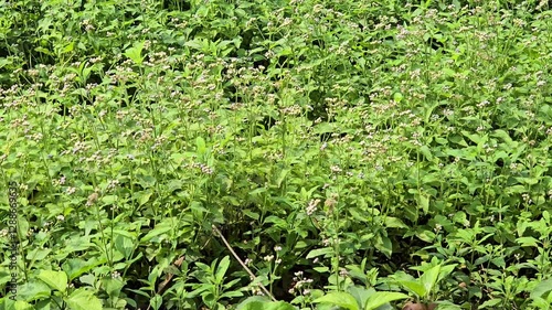 green grass background