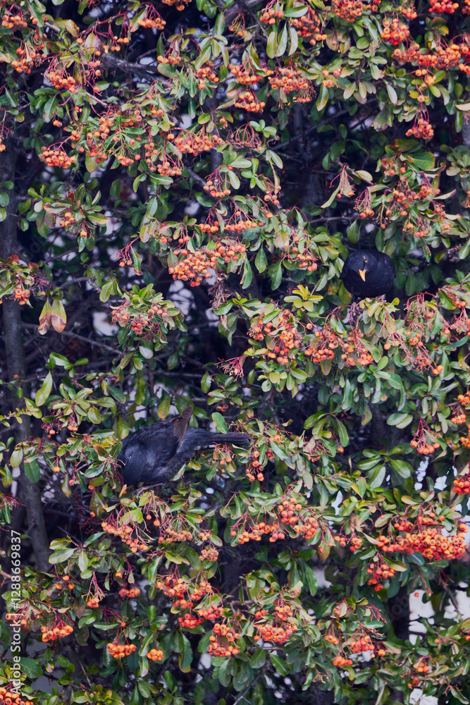 (Turdus merula) looking for fruit to eat in pyracantha orange glow. (Turdus merula) looking for fruit to eat in pyracantha orange glow.