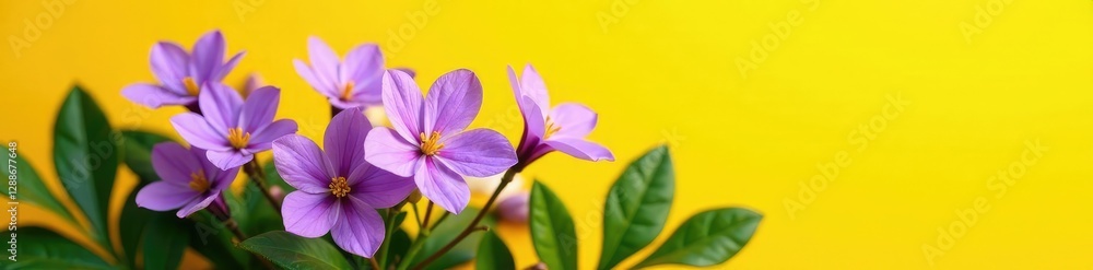 Violet flowers in full bloom against a bright yellow background with dark green leaves, nature, foliage, blooms Violet flowers in full bloom against a bright yellow background with dark green leaves, nature, foliage, blooms