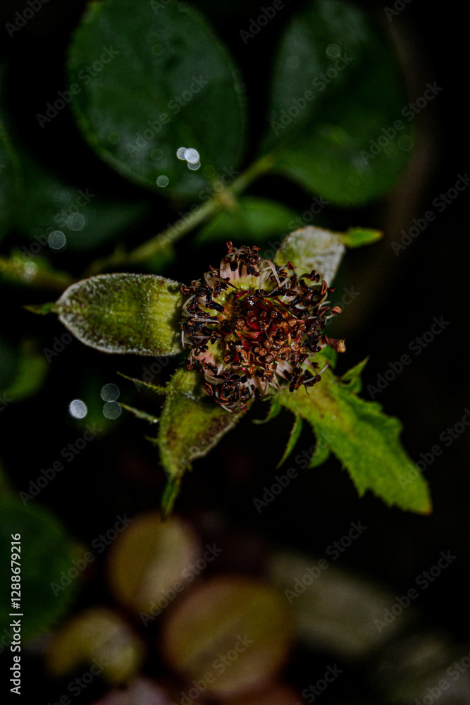 water drops on a leaf water drops on a leaf