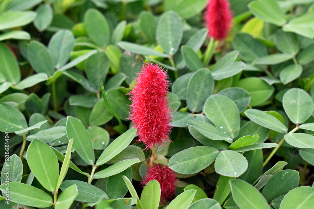 Firetail chenille plant or Dwarf chenille (Acalypha pendula) on garden
