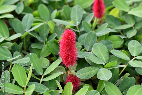 Obraz na płótnie Firetail chenille plant or Dwarf chenille (Acalypha pendula) on garden w salonie