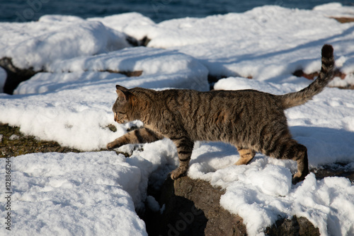 Photography Tabby stray cat walking on rocks covered with snow by he sea in Moda, Kadikoy Is