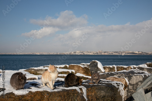 Photography group of cats on snow covered rocks by the seaside in Kadikoy Istanbul