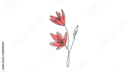 Animated Kaffir or river lily flowers elegance continuous line art. 