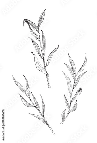 Hand drawn olive branches vector illustration.