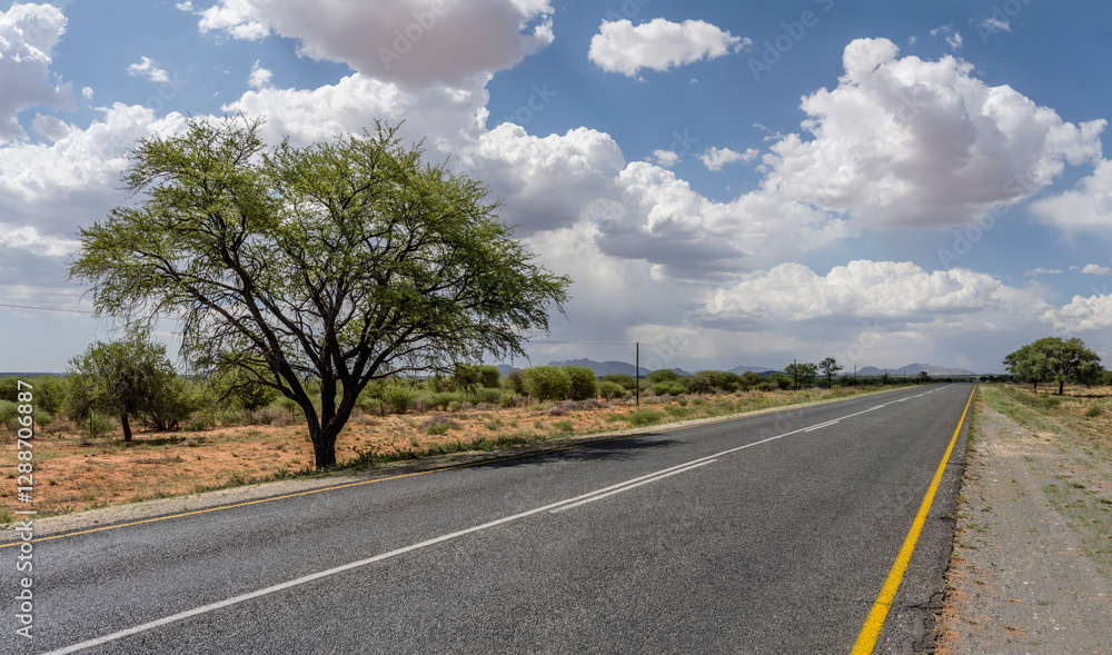 big acacia tree on side of B1 tar road in green desert countryside, near Kauchas, Namibia