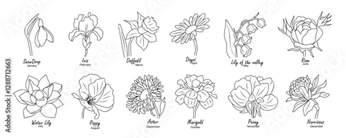 Birth month flowers. Set of floral line art vector illustrations. Snowdrop, daffodil, rose, daisy, poppy, lilies, peony, aster hand drawn black ink sketch isolated