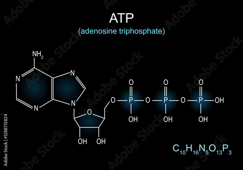 Skeletal formula of ATP