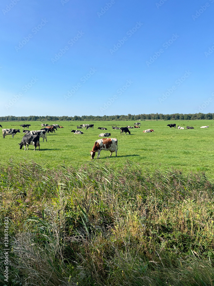Cows in the meadow around de Deelen i