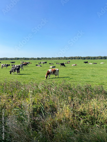 Cows in the meadow around de Deelen i