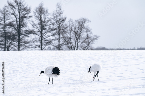 タンチョウの世界