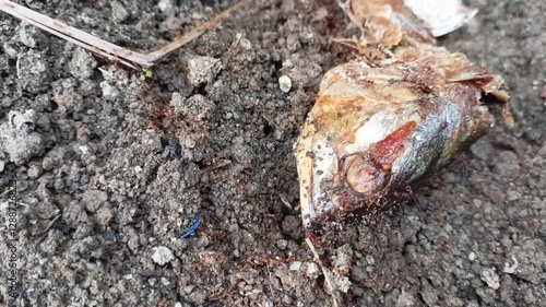 a food is being swarmed by ants